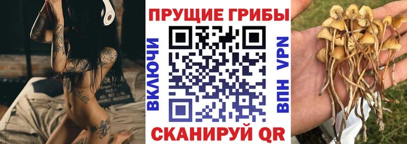 где купить наркоту  Подпорожье  маркетплейс какой сайт  Псилоцибиновые грибы GOLDEN TEACHER 